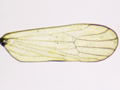 Dicranotropis hamata